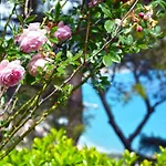 Torre Alpicella - Essenza Di Riviera Holiday home